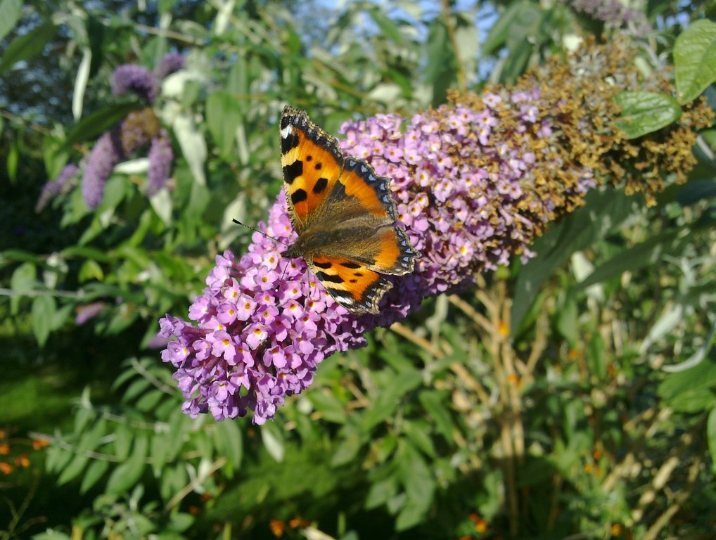 Image RzR-2012-Butterfly-n950.jpg