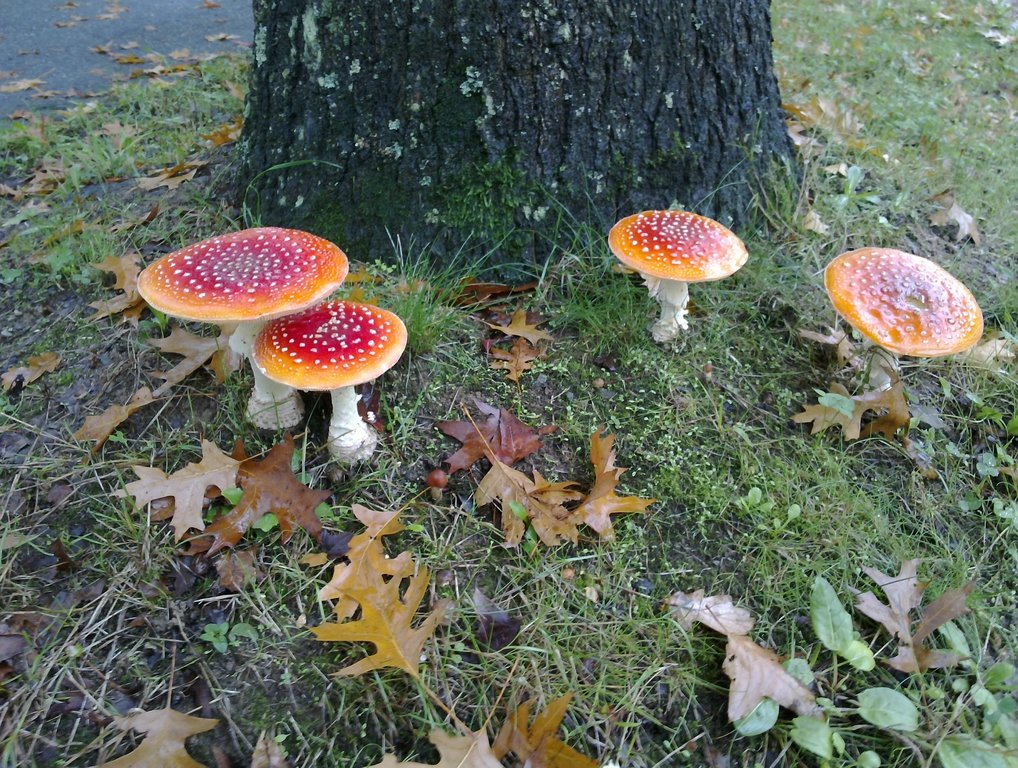 Image RzR-2012-Fall-n950.jpg