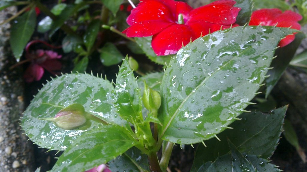 Image RzR-2013-Rain-n950.jpg